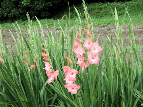 Gladiolus hybridus