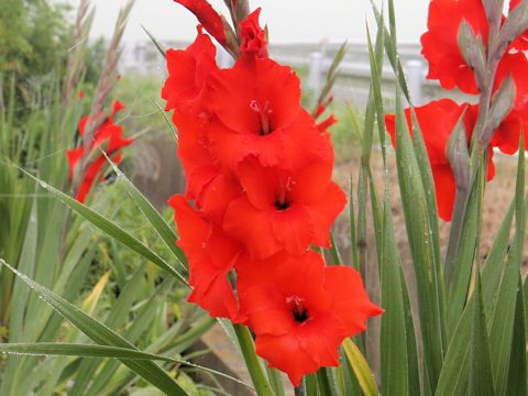 Gladiolus hybridus