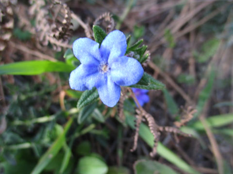 Glandora prostrata