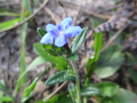 Glandora prostrata