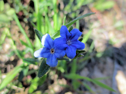 Glandora prostrata