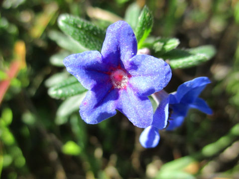 Glandora prostrata