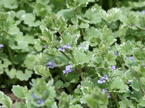 Glechoma hederacea cv. Variegata