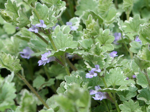 Glechoma hederacea cv. Variegata