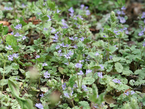 Glechoma hederacea cv. Variegata