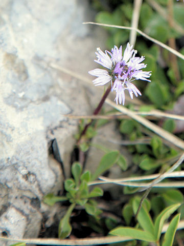 Globularia cordifolia