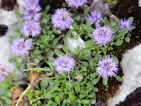 Globularia cordifolia