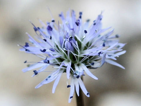 Globularia cordifolia