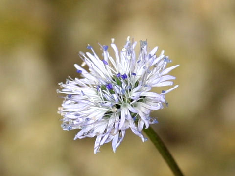 Globularia cordifolia