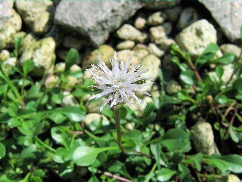 Globularia cordifolia