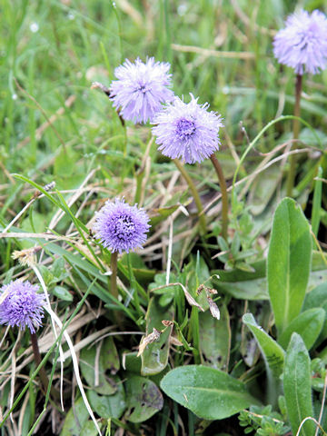 Globularia nudicaulis