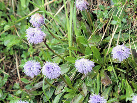 Globularia nudicaulis