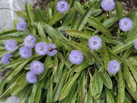 Globularia nudicaulis