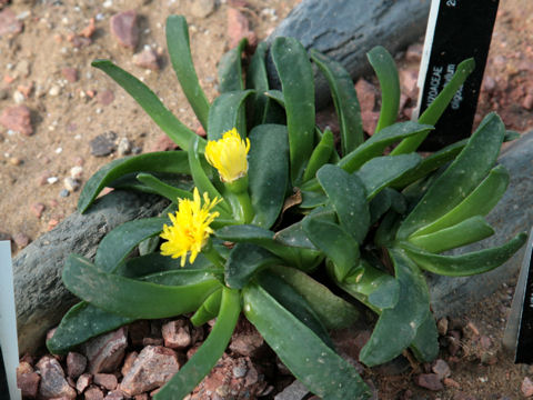 Glottiphyllum oligocarpum