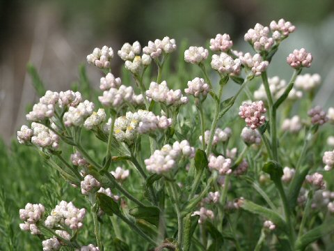 Gnaphalium californicum