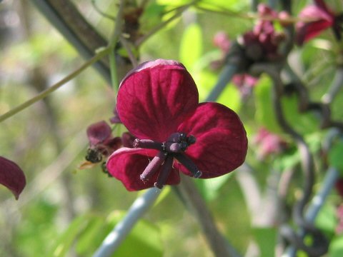 Akebia x pentaphylla