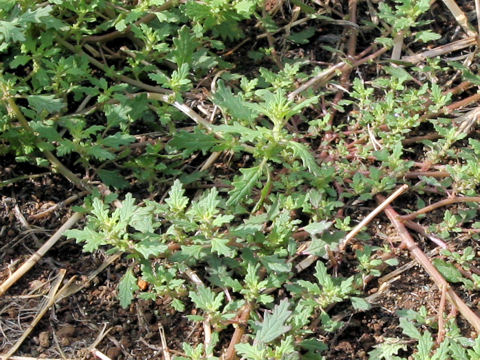 Chenopodium pumilio