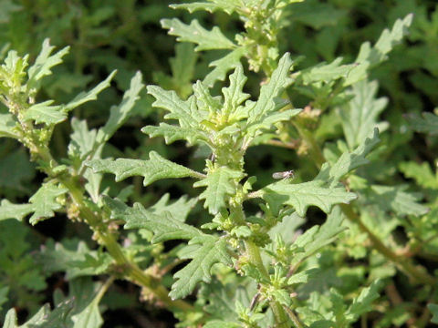 Chenopodium pumilio