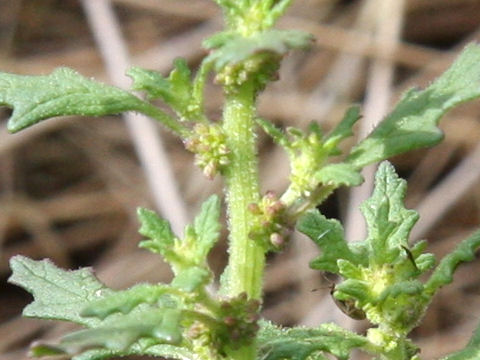 Chenopodium pumilio