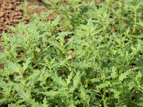 Chenopodium pumilio