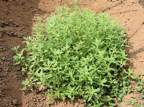 Chenopodium pumilio