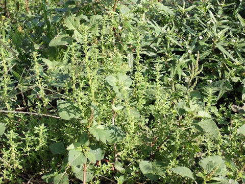 Chenopodium pumilio