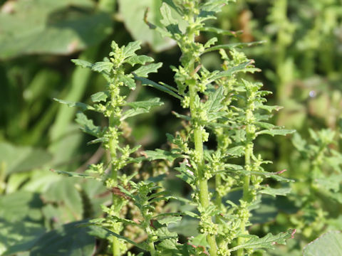 Chenopodium pumilio