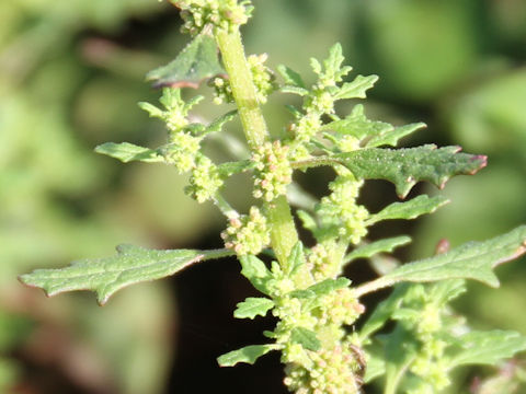 Chenopodium pumilio