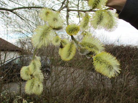 Salix caprea