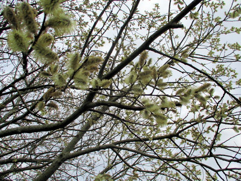 Salix caprea