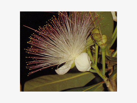 Barringtonia asiatica