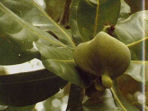 Barringtonia asiatica