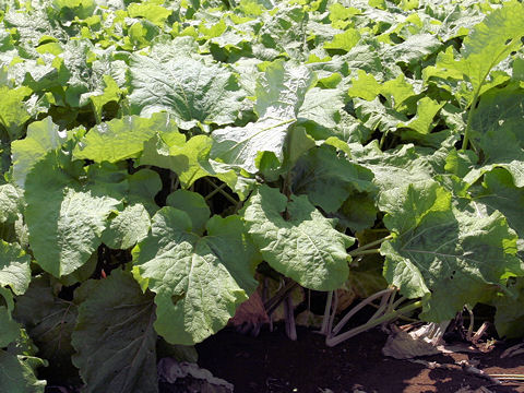 Arctium lappa