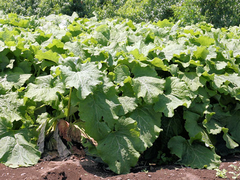 Arctium lappa