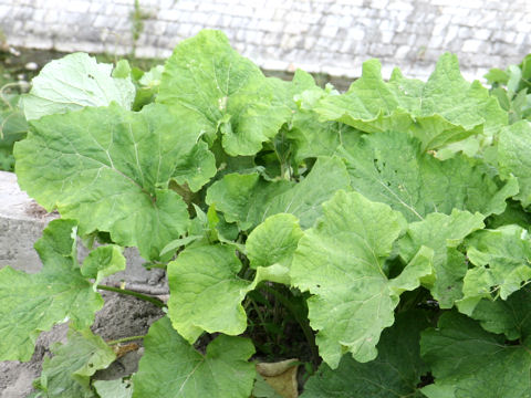 Arctium lappa