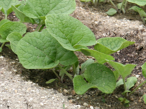 Arctium lappa