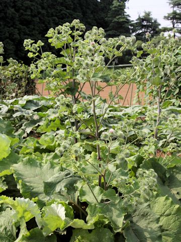 Arctium lappa