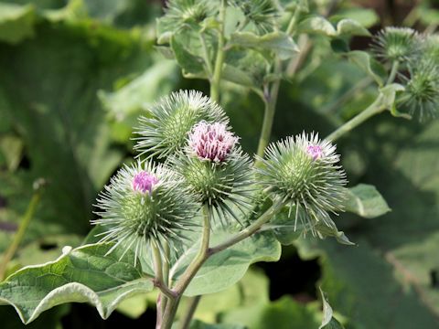 Arctium lappa