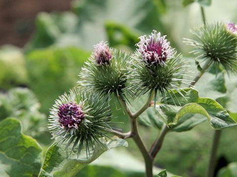 Arctium lappa