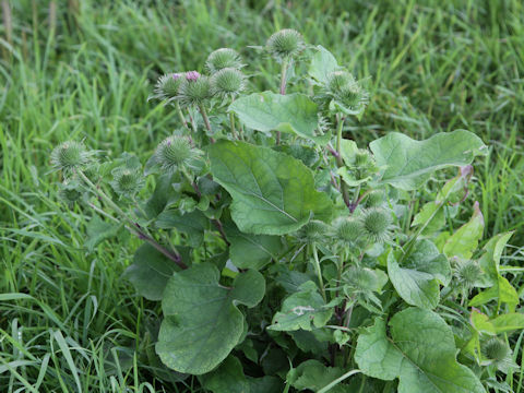 Arctium lappa