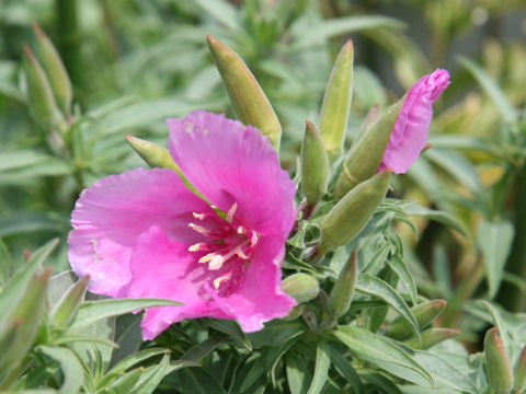 Godetia amoena