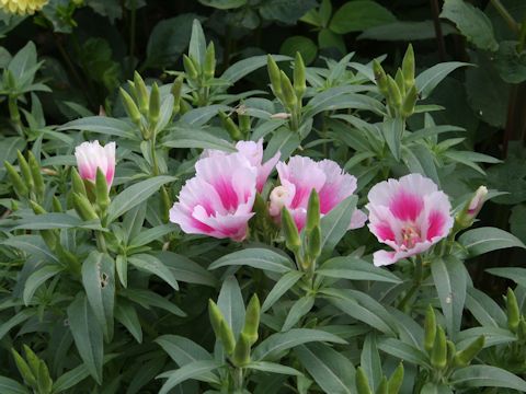 Godetia amoena 'June Mixed'