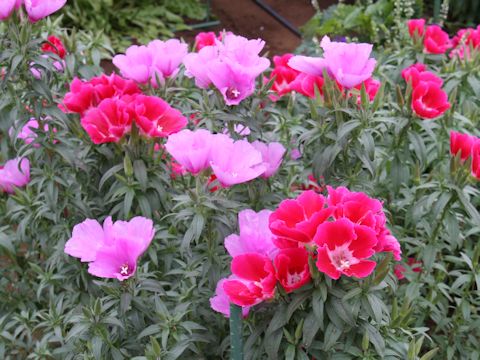 Godetia amoena 'June Mixed'