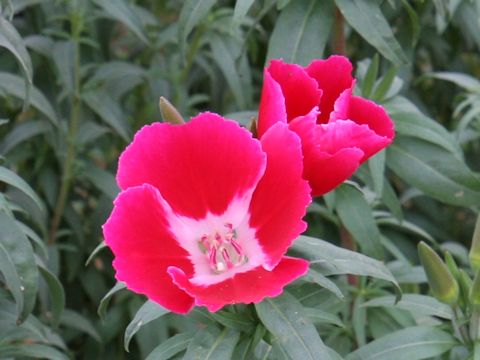 Godetia amoena 'June Mixed'