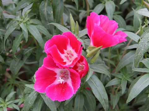 Godetia amoena 'Flamingo Mixed'