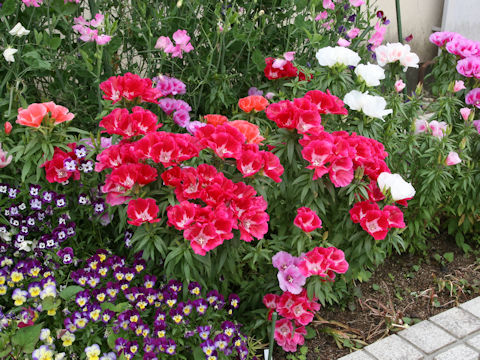 Godetia amoena 'June Mixed'