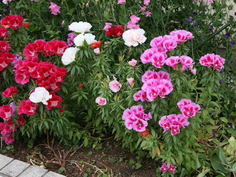 Godetia amoena 'June Mixed'