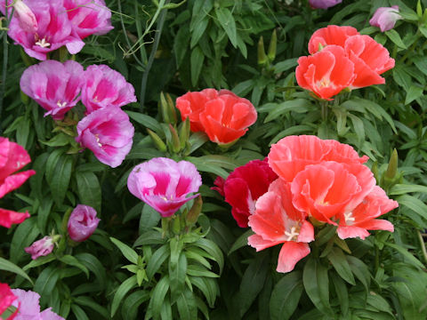 Godetia amoena 'June Mixed'