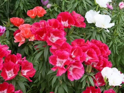 Godetia amoena 'June Mixed'