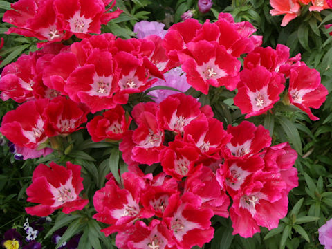 Godetia amoena 'June Mixed'
